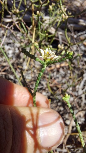 Diosma dichotoma (Diosma dichotoma)