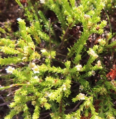 Diosma haelkraalensis (Diosma haelkraalensis)
