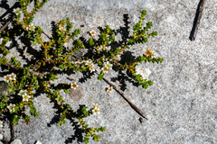 Diosma haelkraalensis (Diosma haelkraalensis)