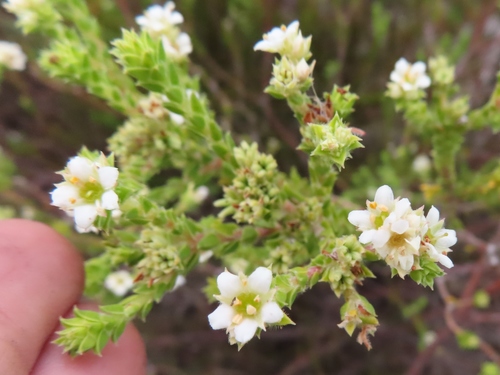 Diosma haelkraalensis (Diosma haelkraalensis)