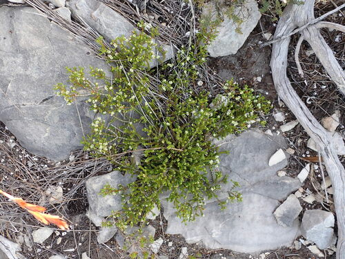 Diosma haelkraalensis (Diosma haelkraalensis)