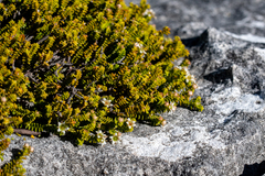 Diosma haelkraalensis (Diosma haelkraalensis)