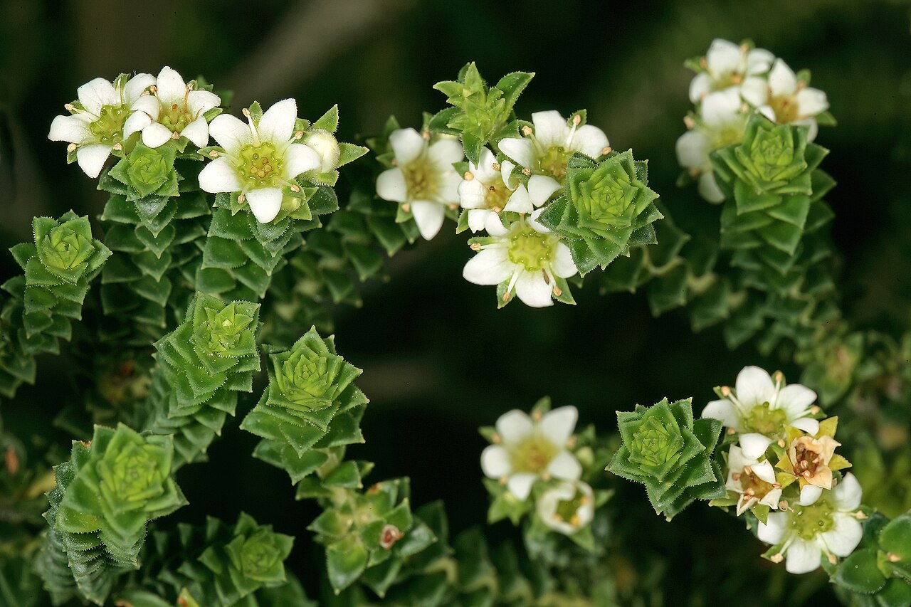 Diosma haelkraalensis: Diosma haelkraalensis , flowers; Kirstenbosch National Botanical Garden, Cape Town, Western Cape, South Africa