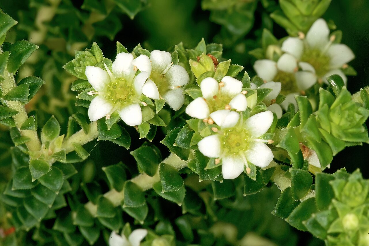 Diosma haelkraalensis: Diosma haelkraalensis , flowers; Kirstenbosch National Botanical Garden, Cape Town, Western Cape, South Africa