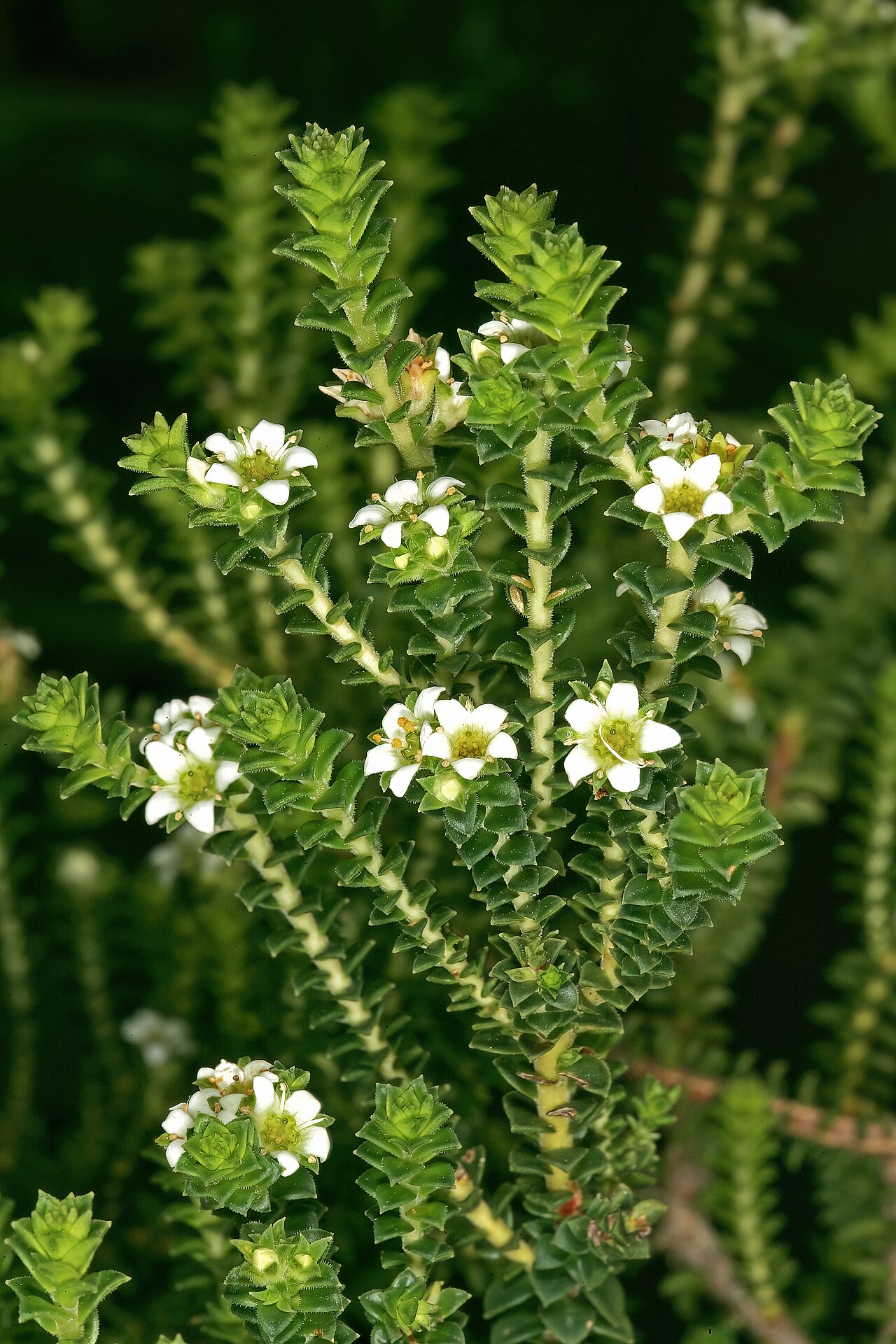 Diosma haelkraalensis: Diosma haelkraalensis , flowers; Kirstenbosch National Botanical Garden, Cape Town, Western Cape, South Africa