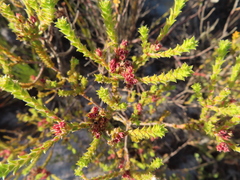 Diosma haelkraalensis (Diosma haelkraalensis)