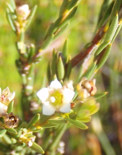 Common bitterbuchu (Diosma hirsuta)