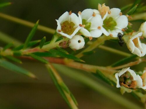 Common bitterbuchu (Diosma hirsuta)