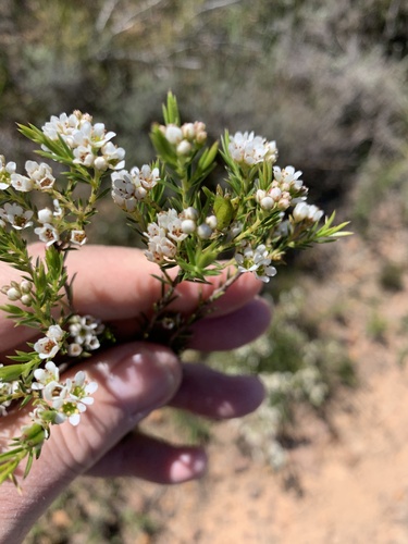 Common bitterbuchu (Diosma hirsuta)
