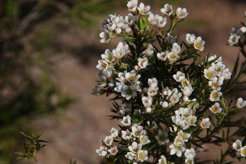 Common bitterbuchu (Diosma hirsuta)
