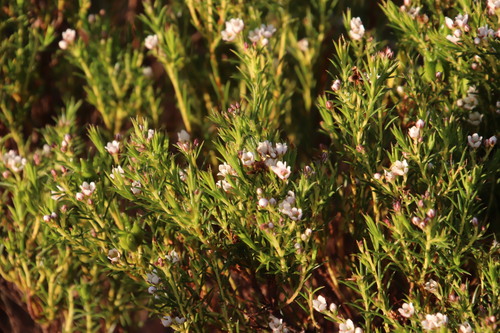 Common bitterbuchu (Diosma hirsuta)