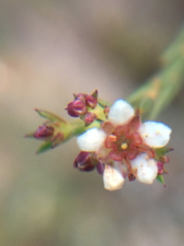 Common bitterbuchu (Diosma hirsuta)