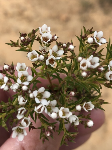 Common bitterbuchu (Diosma hirsuta)