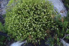Karoo buchu (Diosma oppositifolia)