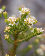 Karoo buchu (Diosma oppositifolia)