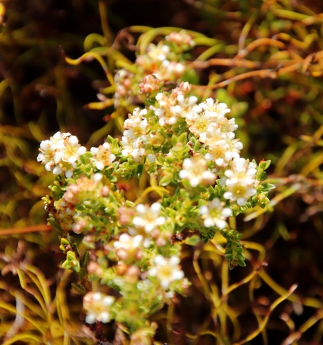 Karoo buchu (Diosma oppositifolia)