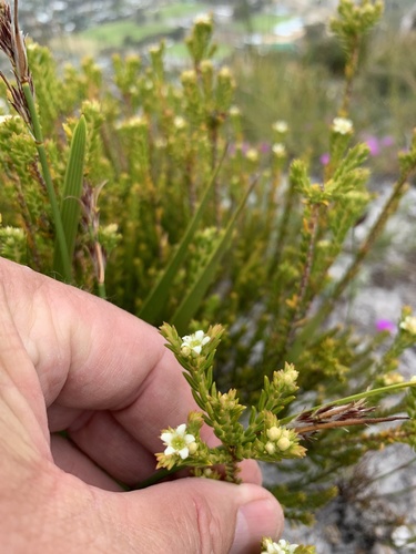 Karoo buchu (Diosma oppositifolia)