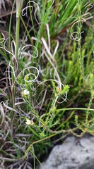 Karoo buchu (Diosma oppositifolia)