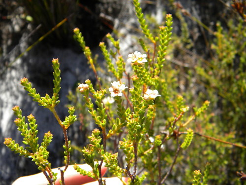 Karoo buchu (Diosma oppositifolia)