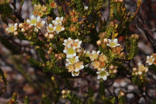 Karoo buchu (Diosma oppositifolia)
