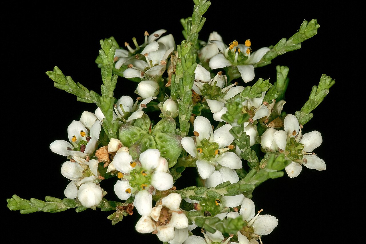 Silcrete bitterbuchu: Diosma passerinoides , flowers and a developing fruit; Caledon Wild Flower Show, Caledon, Western Cape, South Africa