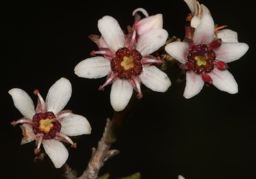 Silcrete bitterbuchu (Diosma passerinoides)