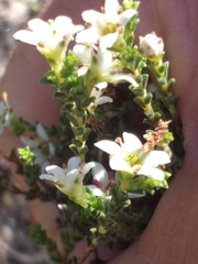 Silcrete bitterbuchu (Diosma passerinoides)