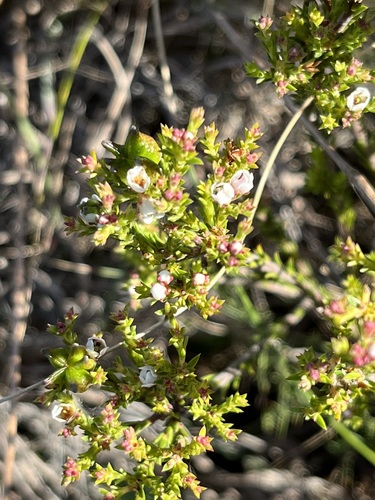 Silcrete bitterbuchu (Diosma passerinoides)