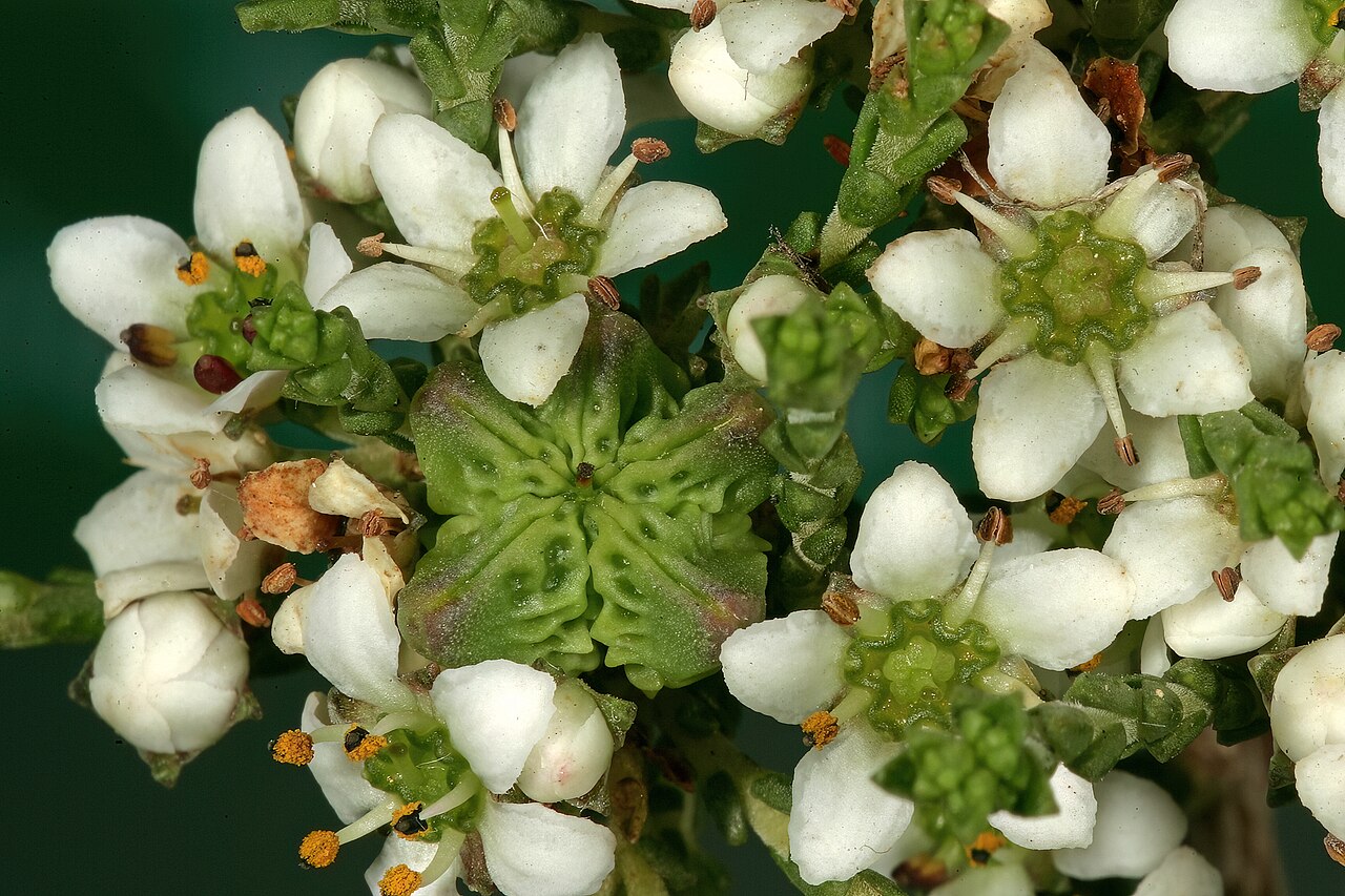 Silcrete bitterbuchu: Diosma passerinoides , flowers and a developing fruit; Caledon Wild Flower Show, Caledon, Western Cape, South Africa