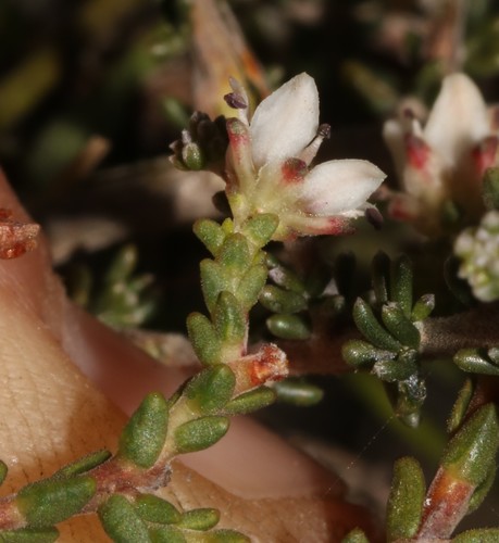 Silcrete bitterbuchu (Diosma passerinoides)