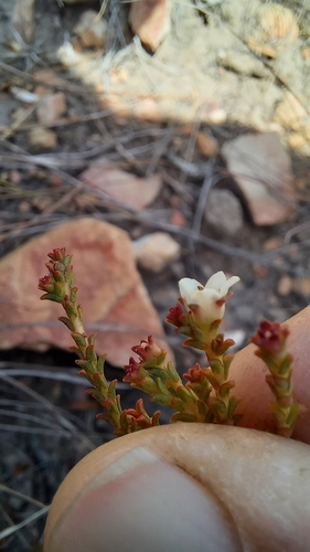 Silcrete bitterbuchu (Diosma passerinoides)