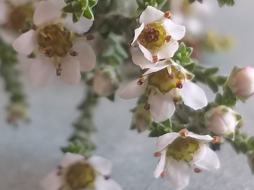 Silcrete bitterbuchu (Diosma passerinoides)