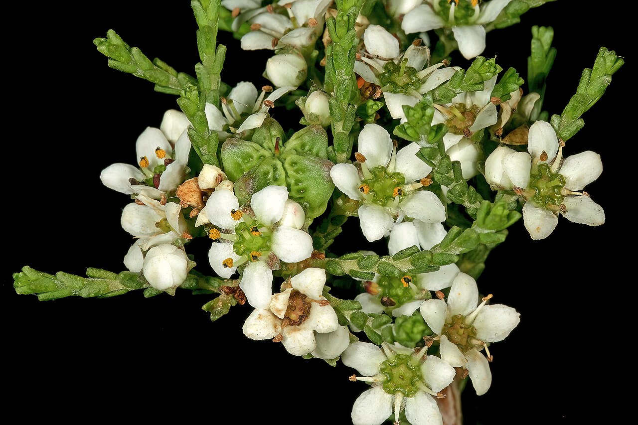 Silcrete bitterbuchu: Diosma passerinoides , flowers and a developing fruit; Caledon Wild Flower Show, Caledon, Western Cape, South Africa