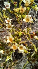 Silcrete bitterbuchu (Diosma passerinoides)