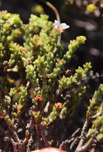 Silcrete bitterbuchu (Diosma passerinoides)