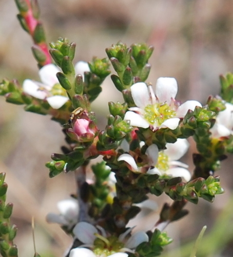 Silcrete bitterbuchu (Diosma passerinoides)