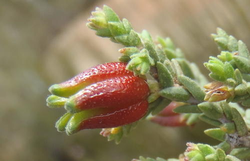 Gum bitterbuchu (Diosma prama)