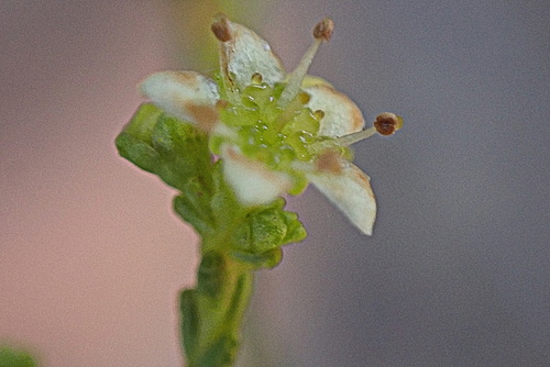 Gum bitterbuchu (Diosma prama)