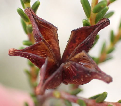 Gum bitterbuchu (Diosma prama)