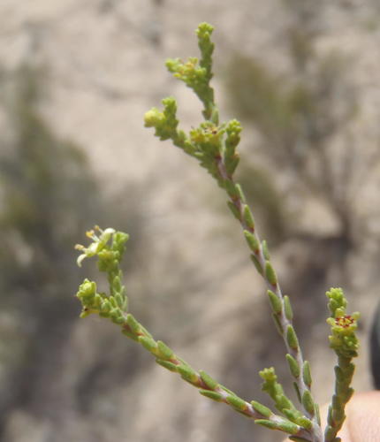Gum bitterbuchu (Diosma prama)