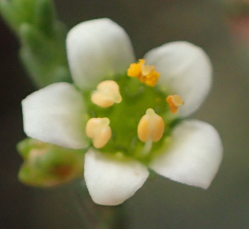 Gum bitterbuchu (Diosma prama)