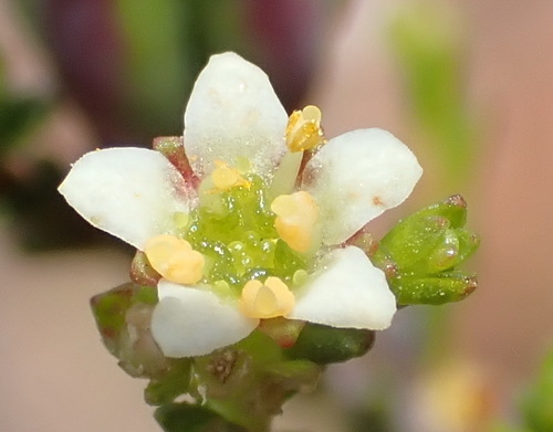 Gum bitterbuchu (Diosma prama)