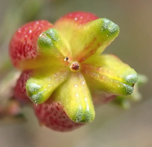Gum bitterbuchu (Diosma prama)