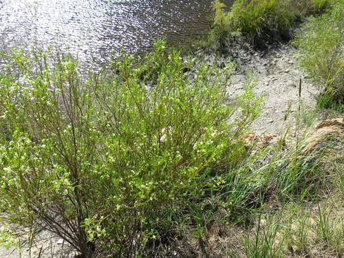 Gum bitterbuchu (Diosma prama)