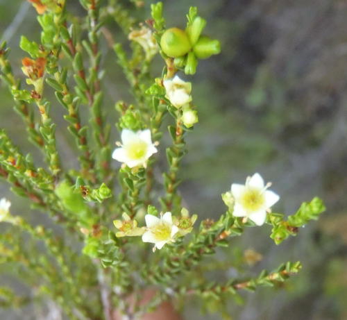 Gum bitterbuchu (Diosma prama)