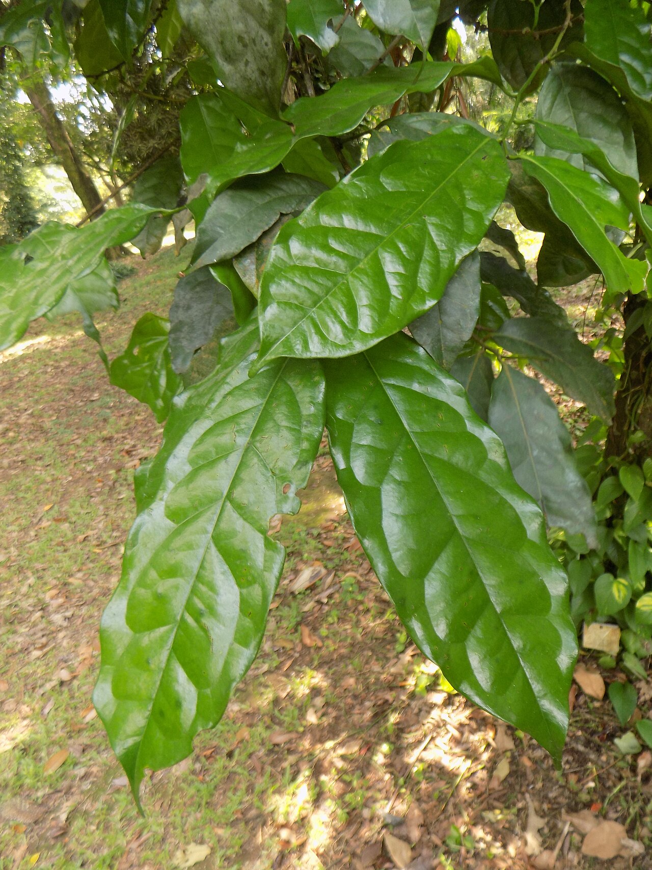 Diospyros bipindensis: Ebony diospyros . L'ébène est un bois dur noir dense, le plus souvent produit par plusieurs espèces différentes dans le genre Diospyros, qui contient également