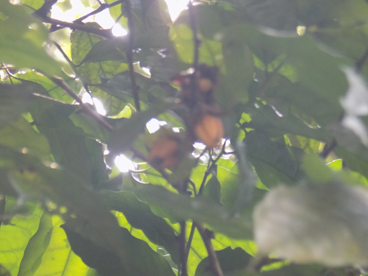 Diospyros bipindensis: Ebony diospyros . L'ébène est un bois dur noir dense, le plus souvent produit par plusieurs espèces différentes dans le genre Diospyros, qui contient également