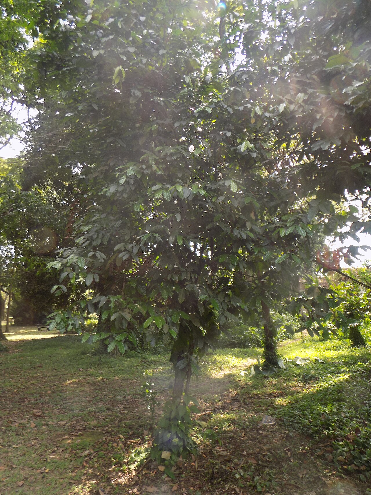 Diospyros bipindensis: Ebony diospyros . L'ébène est un bois dur noir dense, le plus souvent produit par plusieurs espèces différentes dans le genre Diospyros, qui contient également