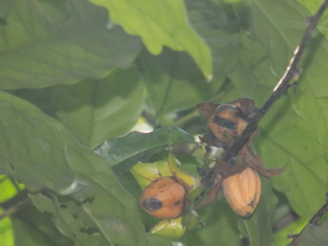 Diospyros bipindensis: Ebony diospyros . L'ébène est un bois dur noir dense, le plus souvent produit par plusieurs espèces différentes dans le genre Diospyros, qui contient également