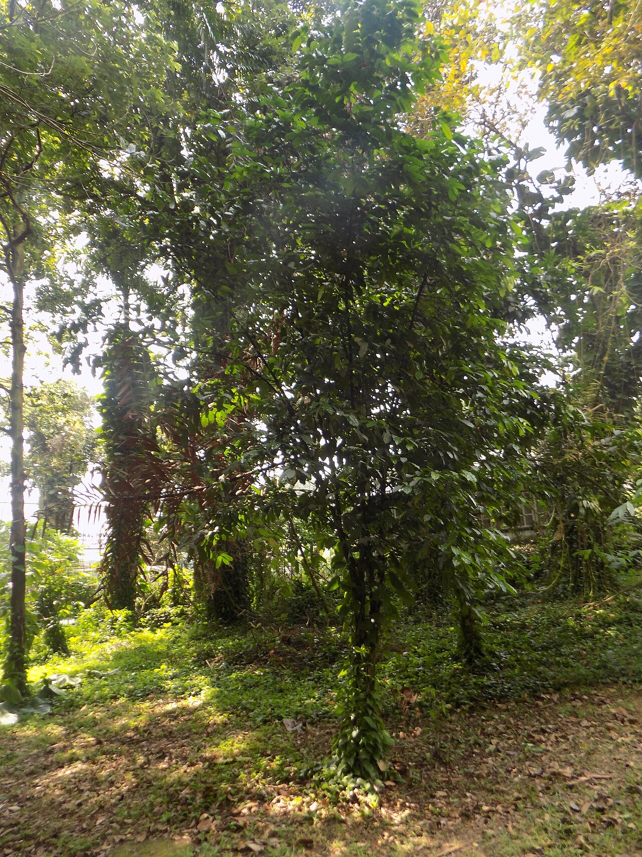 Diospyros bipindensis: Ebony diospyros . L'ébène est un bois dur noir dense, le plus souvent produit par plusieurs espèces différentes dans le genre Diospyros, qui contient également